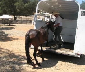 horse rescue