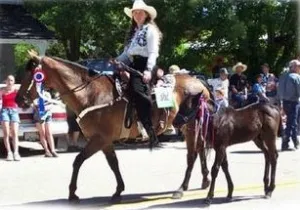 horse rescue