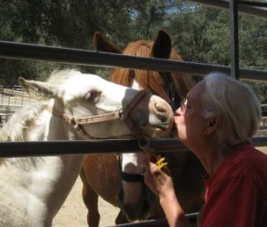 horse rescue