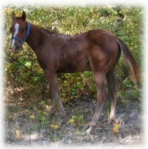 horse shelter