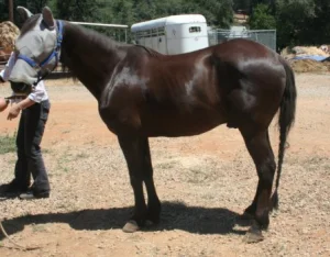horse rescue