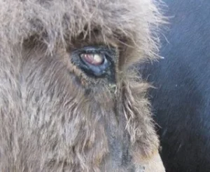 horse rescue