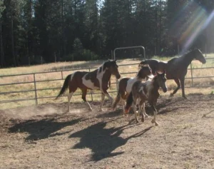 horse rescue