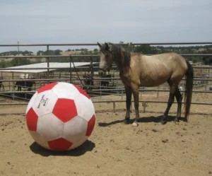 horse rescue
