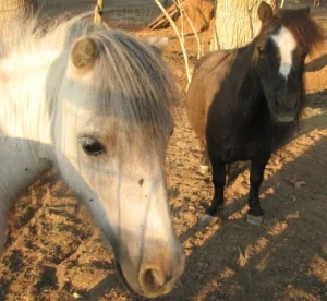 horse rescue
