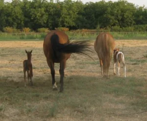 horse rescue