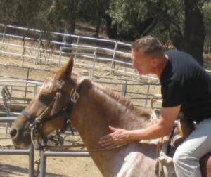 horse rescue