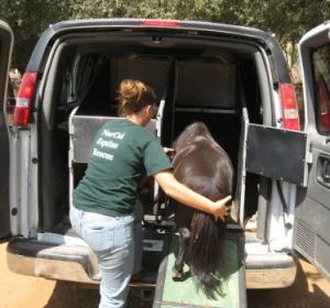 horse rescue