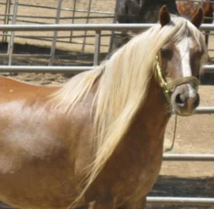 horse rescue