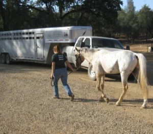 horse rescue