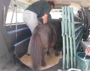 horse rescue