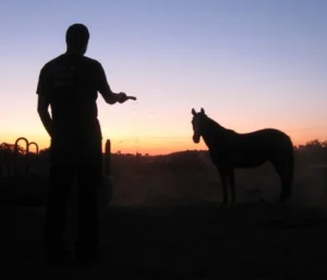 horse rescue