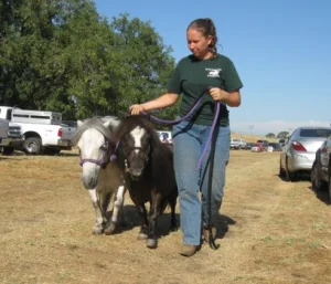 horse rescue
