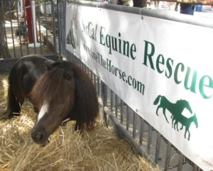horse rescue
