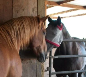 horse rescue