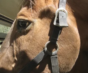 horse rescue