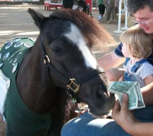 horse rescue