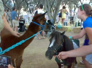 horse rescue
