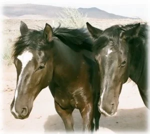 horse rescue