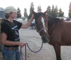 horse rescue