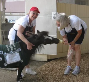 horse rescue