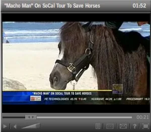 horse rescue