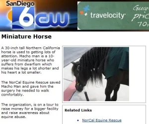 horse rescue