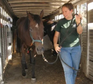 horse rescue