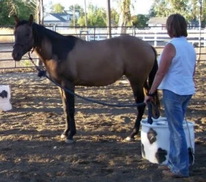 horse rescue