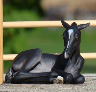 horse rescue
