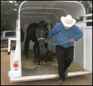 horse rescue