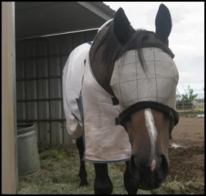 horse rescue