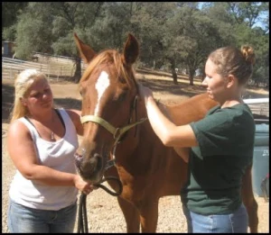 horse rescue