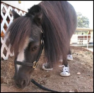 horse rescue