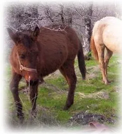 horse rescue