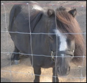 horse rescue