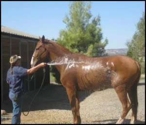 horse rescue