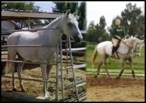 horse rescue