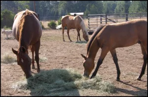 horse rescue