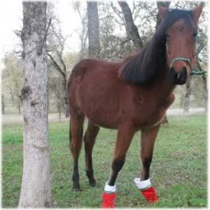 horse rescue