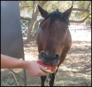 horse rescue
