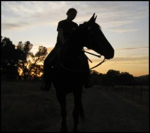 horse rescue