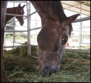 horse rescue