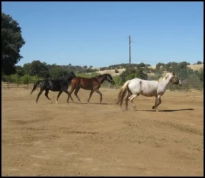 horse rescue
