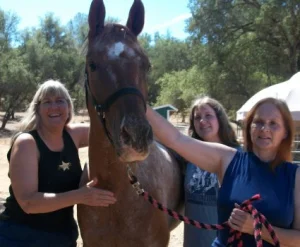 horse rescue