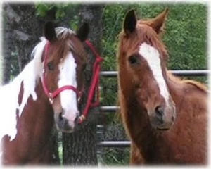 horse shelter