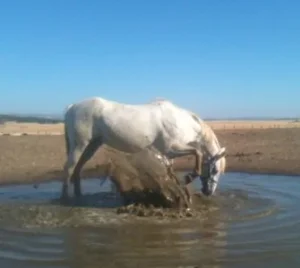 horse shelter