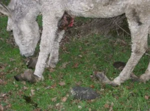 horse shelter