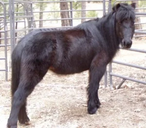 horse shelter