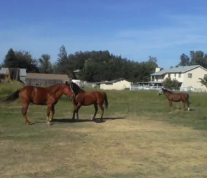 horse shelter